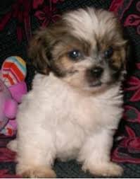 Shih tzu puppies colorado springs. Shih Tzu Puppies For Sale Colorado Springs Co 95918