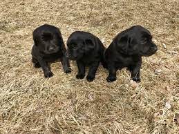 They have a very keen sense of smell. Labrador Retriever Puppy For Sale In Craig Co Adn 24571 On Puppyfinder Com Gender Male Age 5 Retriever Puppy Labrador Retriever Labrador Retriever Puppies
