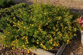 We did not find results for: Lantana Camara Common Lantana Lantana Red Sage Shrub Verbena Yellow Sage North Carolina Extension Gardener Plant Toolbox