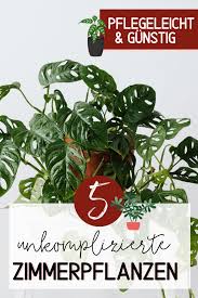 Unkomplizierte Zimmerpflanzen Die Schonsten Pflanzen Tipps Ideen Hochseiltraum In 2020 Pflegeleichte Zimmerpflanzen Zimmerpflanzen Pflanzen