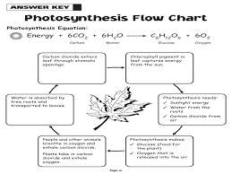Photosynthesis Flow Chart Photosynthesis And Cellular Respiration Photosynthesis Worksheet Photosynthesis
