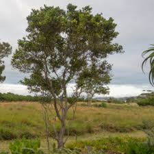 Image result for Chionanthus foveolatus