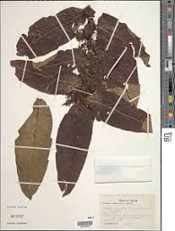 Image result for Chironia elgonensis