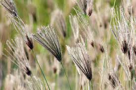 Image result for Chloris roxburghiana