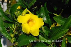 The following list of perennial flowers will help you choose just which permanent plants you want to invite into your garden to stay. Perennial Flowering Vines Climbing Vines For Containers
