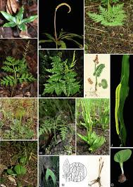 Image result for Ophioglossum gomezianum