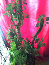 Scale insects are usually located on the leaves and stems of the. How To Care For And Propagate Euphorbia Trigona Dengarden