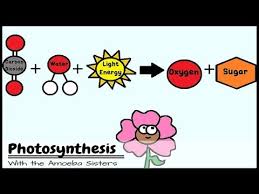 Answer key for meiosis worksheet: Photosynthesis And The Teeny Tiny Pigment Pancakes Youtube