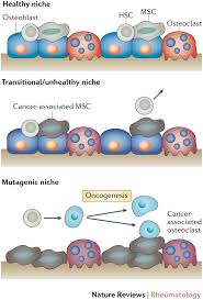 At the ohsu knight cancer institute, we consider every person with blood cancer for a stem cell transplant. Navigating The Bone Marrow Niche Translational Insights And Cancer Driven Dysfunction Nature Reviews Rheumatology