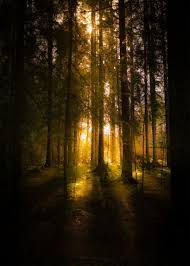 Burning Woods Poster Print By Ulf Harstedt Displate Cool Artwork Poster Prints Beautiful Nature Pictures