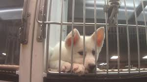 Even if the group does not perform the actual rescue, it opens its doors to rescued puppy mill dogs in need from other organizations and rescue missions. The Lowcountry Responds To Petland Summerville Selling Sick Puppies Lowcountry Dog