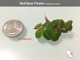 Image result for Phyllanthus retinervis