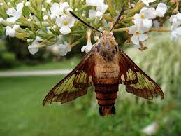 The Fragrant Path Fragrant Plant Fragrant Flowers Moon Garden