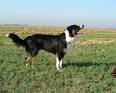 National English Shepherd Rescue | English Shepherd Dog ...