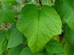 Examine the beans for damage. Distinguishing Catalpa From Paulownia Trees In The Falls Lake Area News From Rockcliff Farm