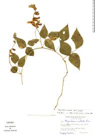 Image result for Rhynchosia caribaea