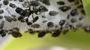 What is the plural form of cactus? Ant F Aphids Breed With Ants Arm Breeding Aphids Stock Video Video Of Macro Collective 129970993