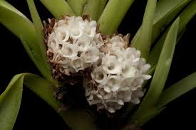 Image result for Ancistrorhynchus tenuicaulis