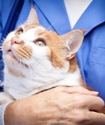 For pet owners who have male pets you need to make sure your pet has two testicles. Veterinary Wellness Exams In Clarksville Tn Southside Veterinary Clinic