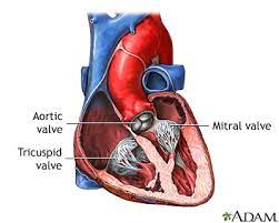 Echocardiographic assessment of mitral regurgitation. Mitral Valve Regurgitation Multimedia Encyclopedia Health Information St Luke S Hospital