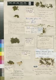 Image result for Ophrestia radicosa