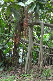 Image result for Ficus trichopoda