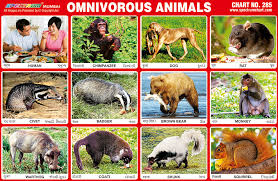 spectrum educational charts chart 285 omnivorous animals