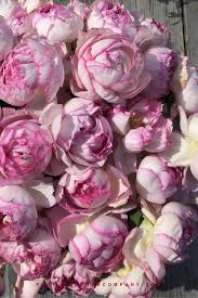 Yves piaget roses from parfum flower company (pfc), the european distributor of english garden roses and other natural scented roses. Pin On Gardening