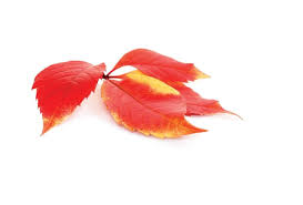 Sedalia Democrat 2024 Fall Home and Garden Decorator by Fox Printing and  Digital Publishing