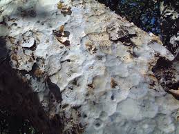 Image result for Commiphora tenuipetiolata