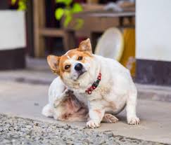 Some dogs with seasonal allergies benefit from taking a probiotic. Can Dogs Have Spring Allergies