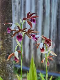 Image result for Phaius