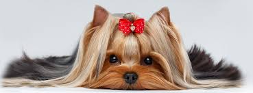 Pampered paws grooming pampering pet groomers in waldo since 1989. Pampered Pet Dog Grooming Shop Startseite Facebook