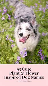 95 Cute Flower And Plant Names For Dogs Hey Djangles