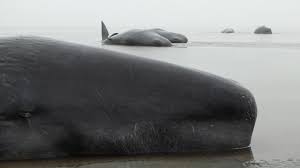 Die tiere im wattenmeer müssen sehr zäh sein, denn sie müssen zweimal am tag für mehrere stunden auf das meerwasser verzichten. Acht Tote Tiere Gefunden Schon Wieder Stranden Pottwale Im Wattenmeer Tiere Faz