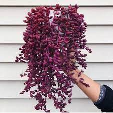 Senecio Herreianus Purple Flash Zielony Parapet Planting Succulents Succulents Rare Succulents