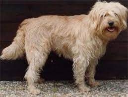 dog breeds pet dogs dogs