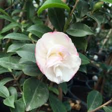 An excellent hedge, screen or foundation shrub. Camellia Sasanqua Early Pearly
