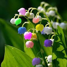 Egrow 50 Pcs Rare Lily Of Valley Flower Seeds Multi Colored Rainbow Bell Orchid Seed Home Garden Bons Lily Flower Seeds Orchid Seeds Lily Of The Valley Flowers