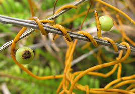 Image result for Cassytha filiformis