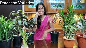 There are several cultivars in this group. Dracaena Varieties Types Of Dracaena Plants Kinds Of Dracaena Plants Varieties Of Dracaena Plants Youtube