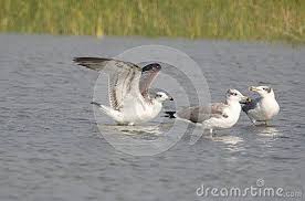Large Grey Bird With White Ring Around Neck Pin On Bird Photographs