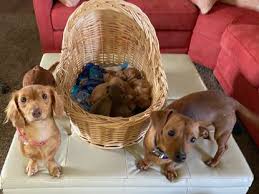 Hile ct tablo şeklindedir , cheat engine son sürümü gerekir facebook pet rescue saga i̇çin kaçırmayın. East Hartford S Pack Leaders Rescue Deals With Ramifications Of Covid 19 Hartford Courant