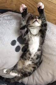 Adorable Moment Kitten Discovers She Can Extend And Retract Her Claws Kitten Tiny Kitten Tabby Cat