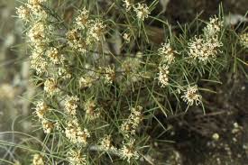 Image result for Grewia micrantha