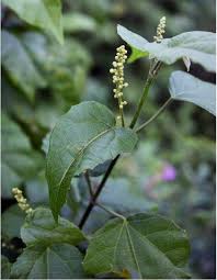 Image result for Kalanchoe crenata