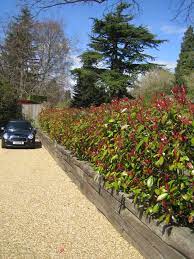 Coregravel Driveway Also Shows Photinia Red Robin Hedge Front Gardens Red Robin Hedge Hedges