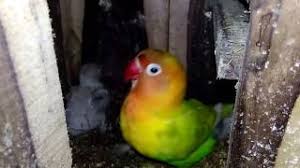 More images for lovebird pasjo palamas » Subhanallah Lovebird Palamas Vs Palamas Bisa Kluar Anak Putih Bersih Youtube