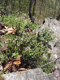 Image result for Clutia paxii