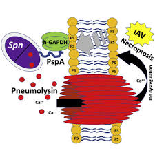Informatia este sustinuta de mai multi pediatri, care recomanda sa fie administrat in special copiilor. Streptococcus Pneumoniae Binds To Host Gapdh On Dying Lung Epithelial Cells Worsening Secondary Infection Following Influenza Sciencedirect